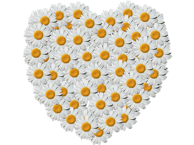 Daisy Heart daisy made into a heart