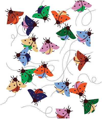 Coccinella illustraion illustrator