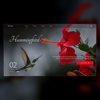 Hummingbird banner design carousel concept design digital design flower fly hummingbird hummingbirds interface interfacedesign landingpage minimal mockup design red ui uiux webdesign website