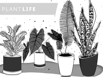 Plants - Procreate design draw ideas illustration indoor ipad lifestyle monochrome procreate remote remote working shadow sketch sketchbook sketching splash vector visual web design