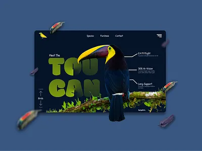 Toucan Bird (Birds Org Page) bird design figma graphic design landing page product page toucan ui ui design uidesign web design website