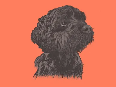 Murray Roux the Cockapoo cockapoo digital illustration dog dog portrait illustration pet pet portrait pets procreate