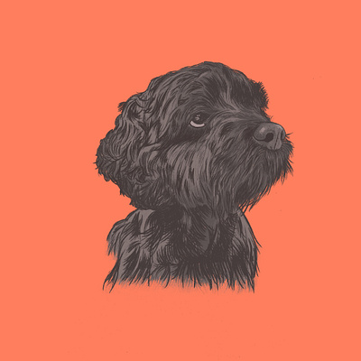 Murray Roux the Cockapoo cockapoo digital illustration dog dog portrait illustration pet pet portrait pets procreate