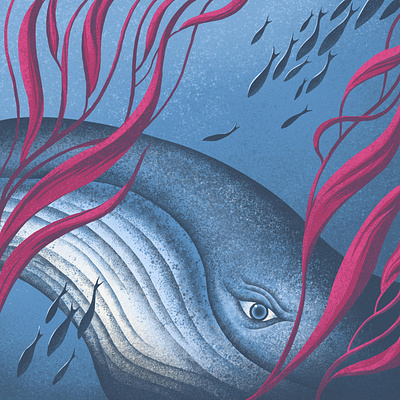 Whale in Kelp (detail) colour illustration illustrator kelp marine life nature procreate sea sealife texture underwater whale whales wildlife