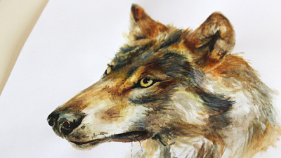 Wolf illustration brushstrokes creativity design detail gouache graphicdesign illustration nature painting photography watercolor watercolour illustration wild animal wilderness wildlife wolf wolf logo