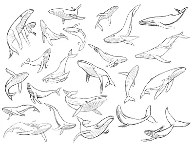 Humpback Whale - sketches animal branding brandmark custom logo design identity identity designer logo logo design logo designer mark process sketches whale