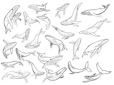 Humpback Whale - sketches animal branding brandmark custom logo design identity identity designer logo logo design logo designer mark process sketches whale