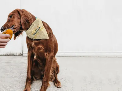 Tatamagouche Ice Creamery bandana branding dog ice cream illustration logo