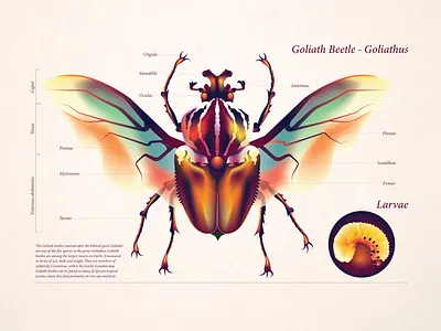 Goliathus - Goliath Beetle adobe illustrator character art conceptual illustration digital art editorial illustration flat art gradients graphic design illustration vector vector art