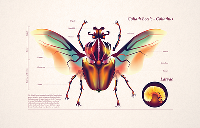 Goliathus - Goliath Beetle adobe illustrator character art conceptual illustration digital art editorial illustration flat art gradients graphic design illustration vector vector art