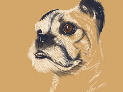 Old pug artwork brush detail digital art digital painting dog drawing dribbblers fast fur illustration old photoshop portrait pug sketch wacom