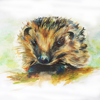 Hedgehog Illustration animals autumn autumn collection creativity design gouache gouache illustration graphicdesign hedgehog hedgehog logo illustration nature photography spiky watercolor watercolour illustration watercolour painting wildlife