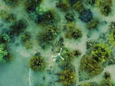 Saguaro Tips - Digital Wilderness cacti cactus desert design drone editing graphic design landscape motion graphics natural nature photoshop saguaro surreal surrealism trippy video visual design