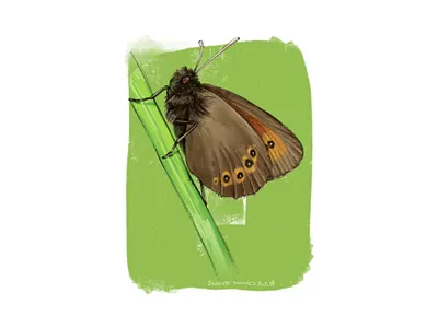 Butterfly batch - Erebia orientalis animal art animal illustration butterfly illustration ipadproart ipadprocreate nature illustration procreate science illustration