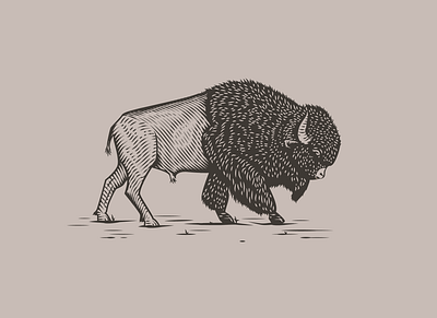 Bison bison buffalo engraved etching scratchboard vector vintage