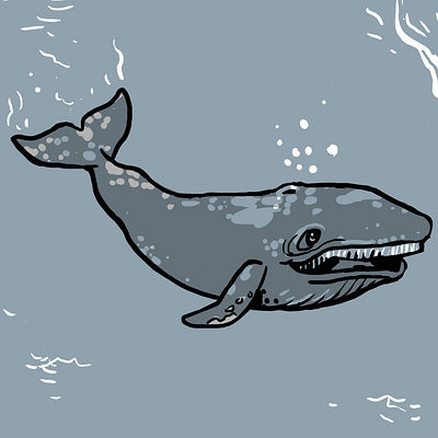 Whale color digital gray whale grey whale illustration line marine biology ocean whale