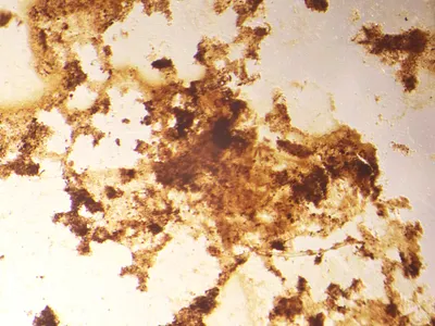 Identity bauhaus bio art blood design experimental installation menstruation pattern