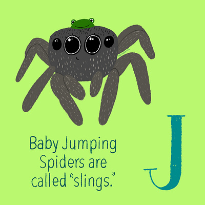 Jumping Spider childrens book art childrens book illustration childrens books childrens illustration cute illustration illustration digital spider