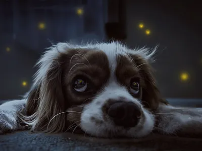 Doggo Composite composite design manipulation