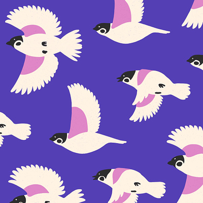 Birds birds color palette illustration procreate sparrow