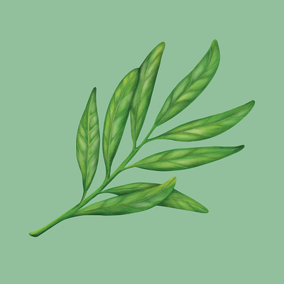 Painterly Leaves art artist beauty branch detail earthy green hand drawn illustration illustrator leaf leaves natural nature organic painterly painting plant stem texture