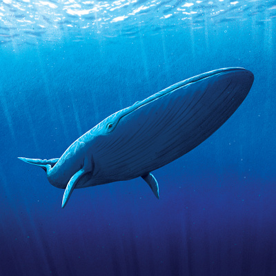 Blue Whale bluewhale illustration whale