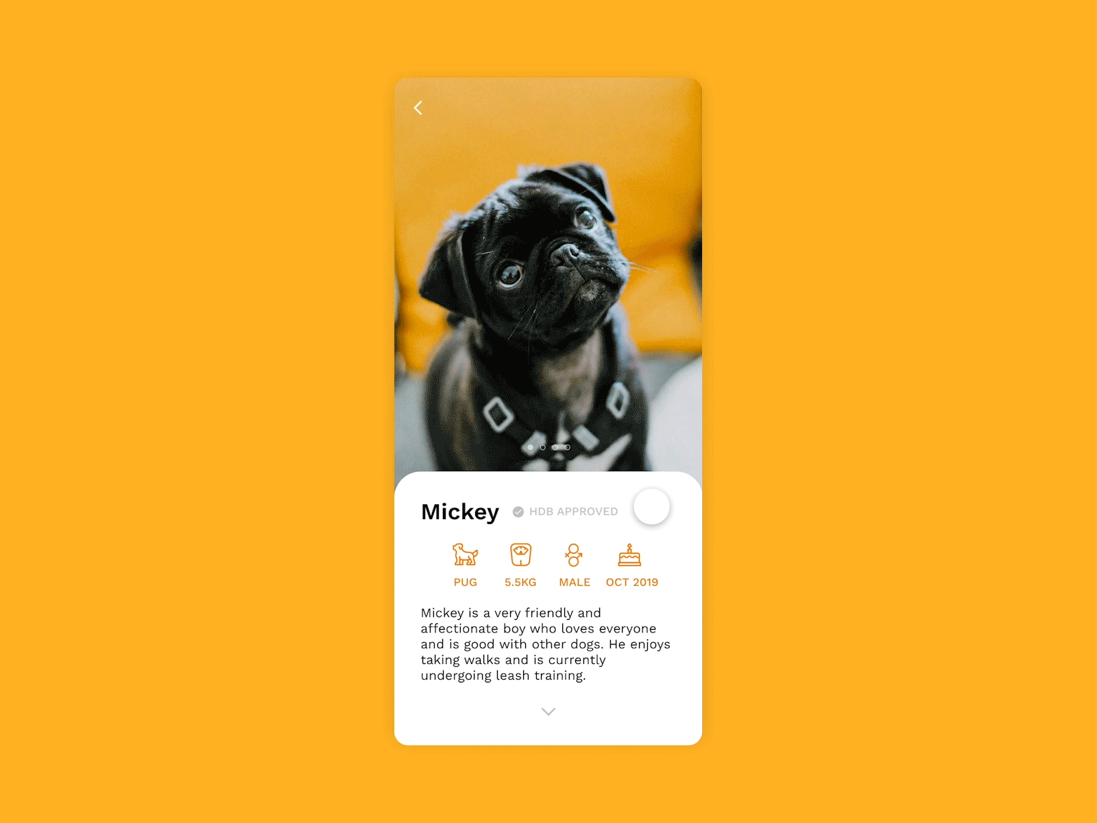 #dailyui006: User Profile adobe xd adopt daily ui dailyui dailyui006 dog dogs ui design uiux user profile