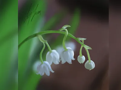 Lily of the valley - Digital Painting digital art digital illustration digital painting digitalart flower illustration flowers illustration photoshop