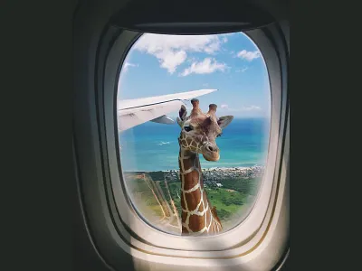 Graphic Design "share your dreams" animal caricature cartoon character design fly flying funny character giraffe giraffes graphic photo photo edit photo editor photo effect photographer photography photos plane sky zeta