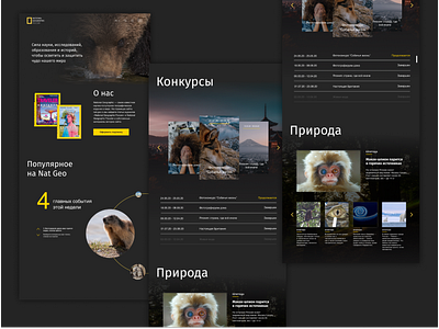 NATIONAL GEOGRAPHIC РОССИЯ bears design figma national geographic natural nature ui ui ux uidesign uxdesign web