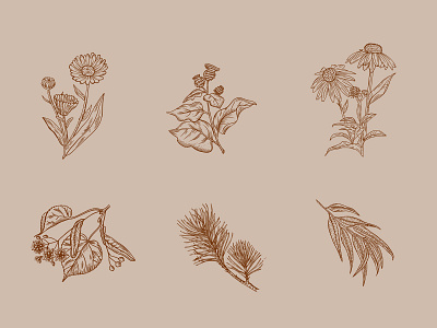 Icons of plants calendula echinacea eucalyptus fir gravure icons plants procreate thistle