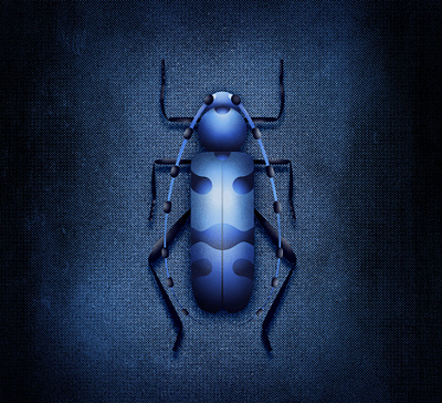 Rosalia Alpina Bug bug bugs design illustraion illustration illustrator noise noise shadow series shadow