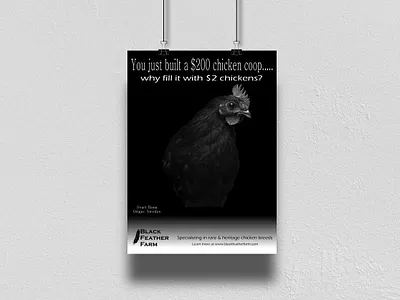 Black Feather Farm Ad advertising advertisment branding branding and identity branding design photography promotion