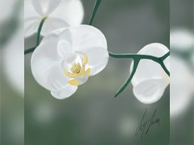 Orchid - Digital Painting digital art digital illustration digital painting digitalart flower illustration flowers illustration photoshop