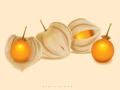Physalis peruviana art color concept creative design drawing illustration physalis peruviana physalis peruviana vector