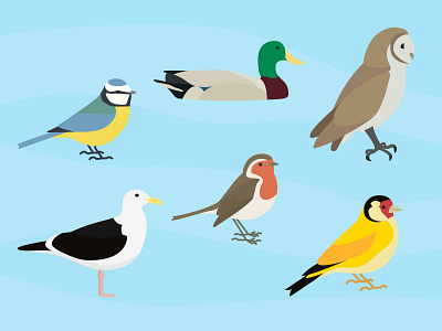 Birds in Colour birds blue design duck environment feathers flappy things goldfinch illustration nature owl robin seagull tits wildlife