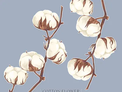 Cotton cotton design digital illustration digital painting digitalart flat illustration illustration art illustrator