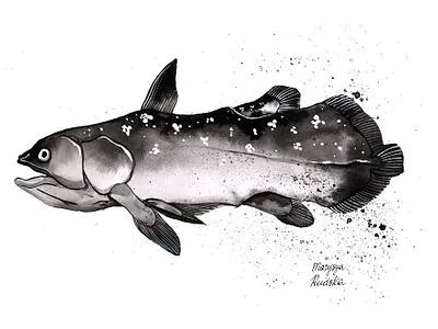 Latimeria fish illustration illustrator