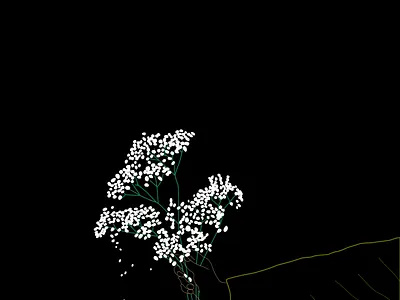 a hand of edelweiss black and white branch classic design edelweiss flower illustration lineart monochromatic vector