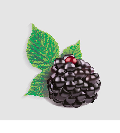 blackberry illustration vector