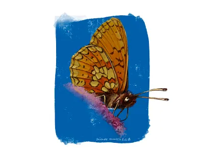 Butterfly batch - Boloria eunomia animal illustration butterfly illustration ipadproart nature illustration procreate science illustration
