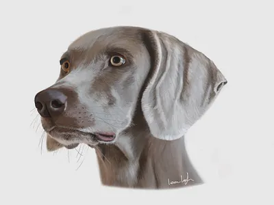 Blue Weimaraner animal animals digital illustration digital illustrator digital painting digitalart dog dog illustration dogs illustration paint painting pet pets photoshop