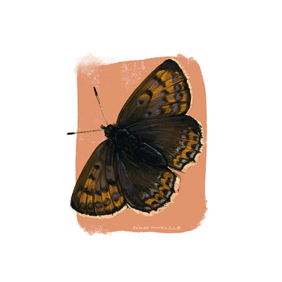 Butterfly batch - Lycaena helle animal art animal illustration bugs butterfly illustration ipadproart ipadprocreate procreate science illustration