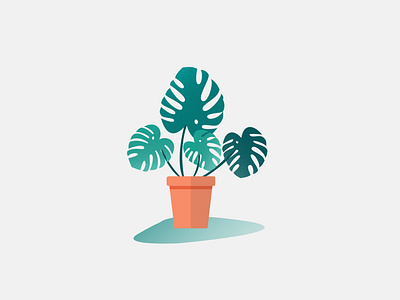 Monstera Illustration design green house plant illustration minimalistic design monstera monstera deliciosa plant illustration