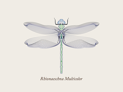 Dragonfly animal dragonfly gradient illustration illustrator insect libellule lines shape builder symetry vector wire