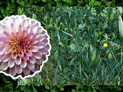 Hidden in the Grass photography vector vector art