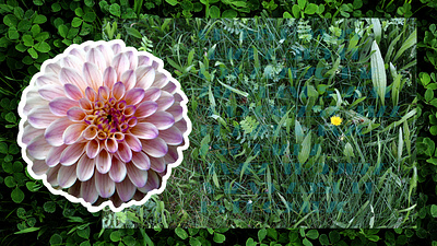 Hidden in the Grass photography vector vector art