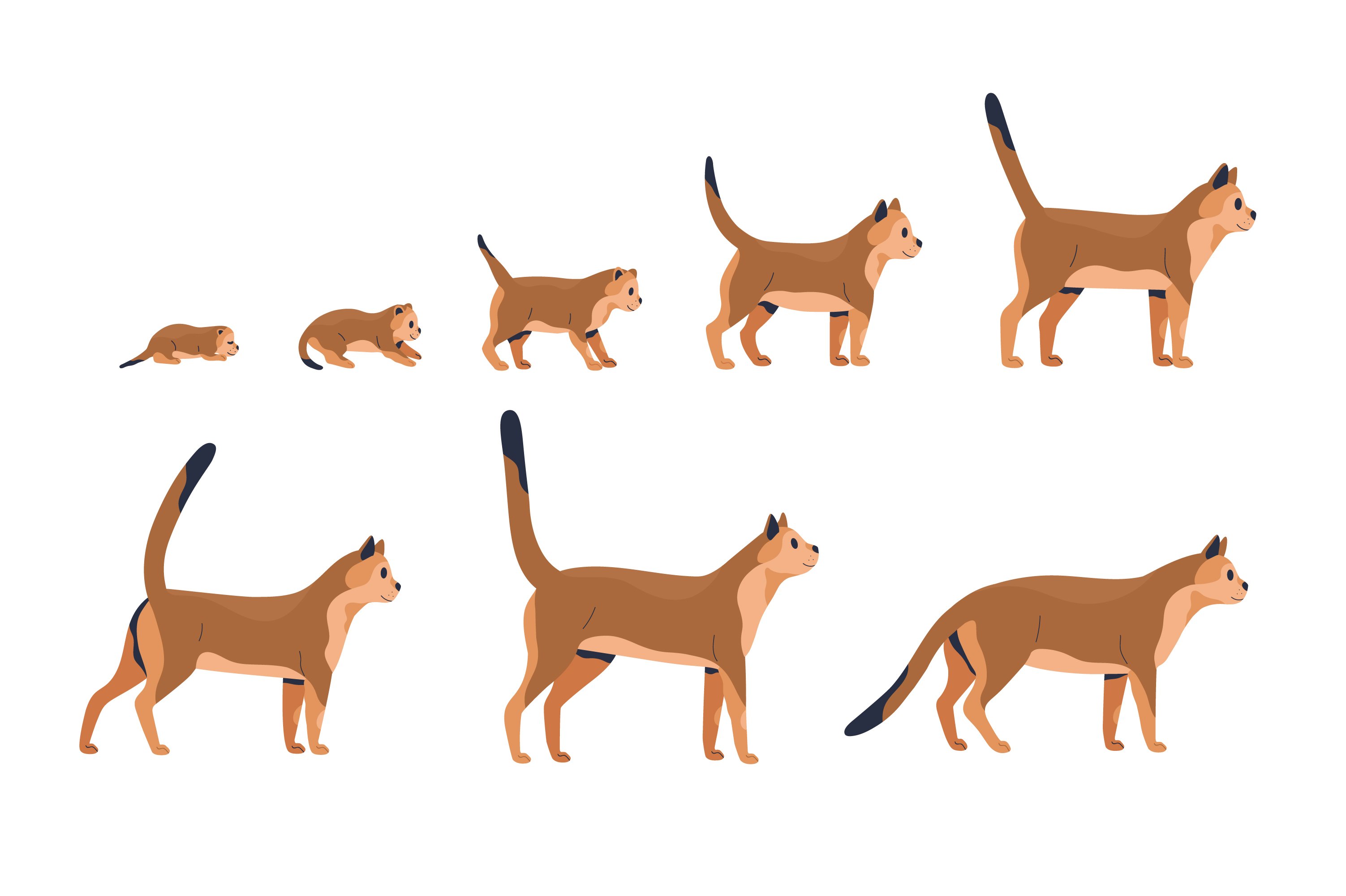 dog-and-cat-growth-stages-by-good-studio-on-dribbble