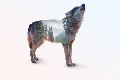 Wolf adobe adobe photoshop adobephotoshop creativecloud design double doubleexposure graphicdesign photoshop photoshop art surrealism webdesign