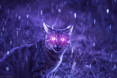 Awakened Catto abstract animal art beautiful cat colorful composite design fantasy magic night photoshop rain surreal wizard